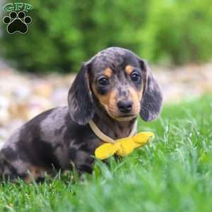 Blake, Dachshund Puppy
